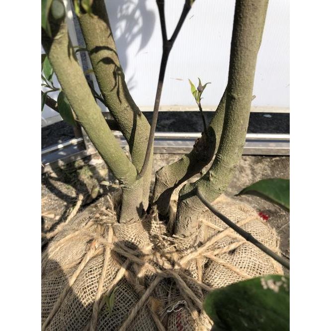 常緑ヤマボウシ　月光　株立ち　約２m　現品発送　特大植木苗木　ホンコンエンシス　常緑樹　送料無料 