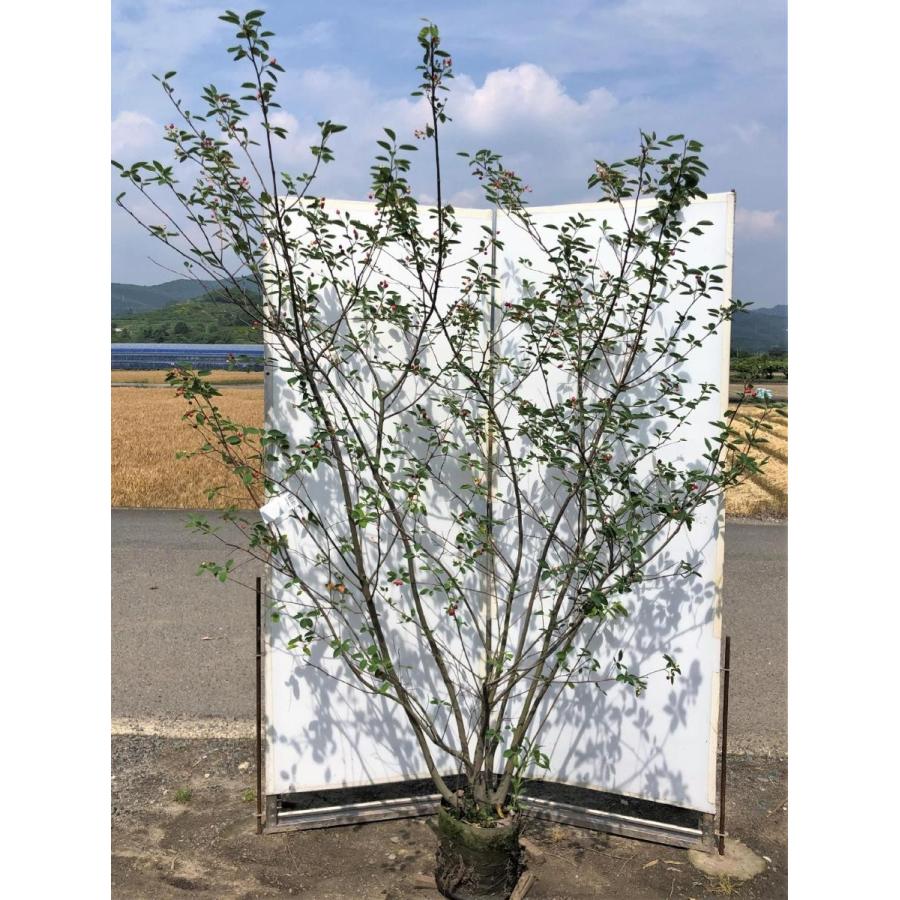 ジューンベリー ８本株立ち 約2 2ｍ 豪華株 現品発送 特大植木苗木 ラマルキー ブルーベリーの様な果実 送料無料 4131jb22k8 大福樹苗園 通販 Yahoo ショッピング