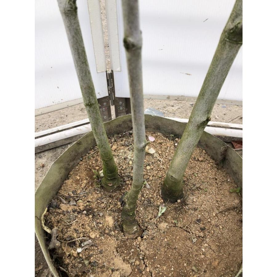 赤花ハナミズキ 約2m 株立ち 現品発送 特大植木苗木 花水木 シンボル