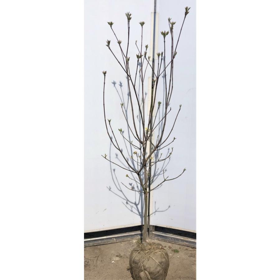 白花大輪ハナミズキ クラウドナイン 約1.7m 現品発送 特大植木苗木 大