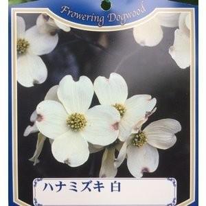 白花大輪ハナミズキ クラウドナイン 約1.7m 現品発送 特大植木苗木 大
