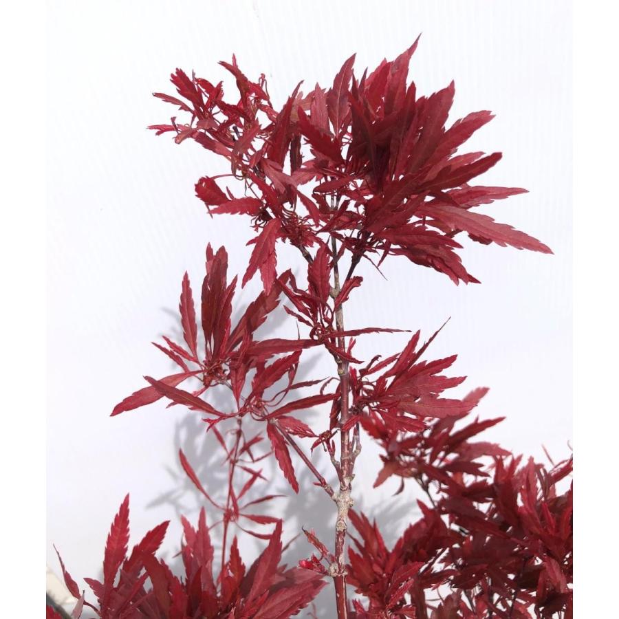 紅羽衣モミジ 株立ち 約1.5m 現品発送 ベニハゴロモ紅葉 特大株 植木