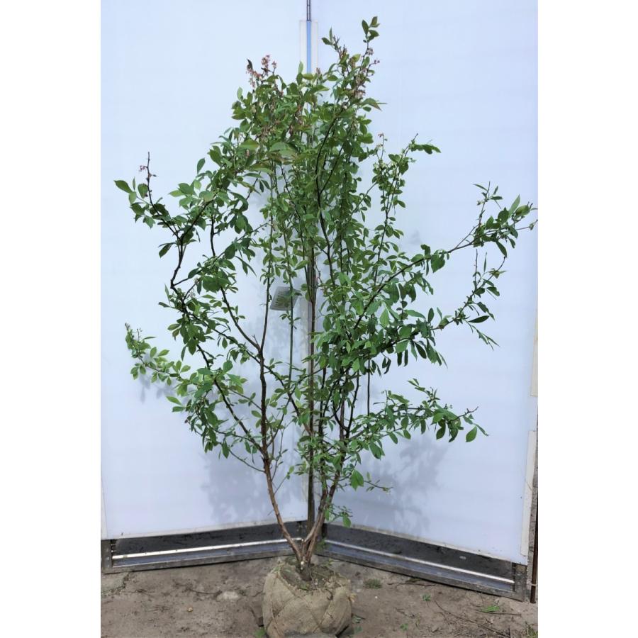 ブルーベリー　プレミア　株立ち　約1.6ｍ　特大植木苗木　大実品種　ラビットアイ系　シンボルツリー　送料無料