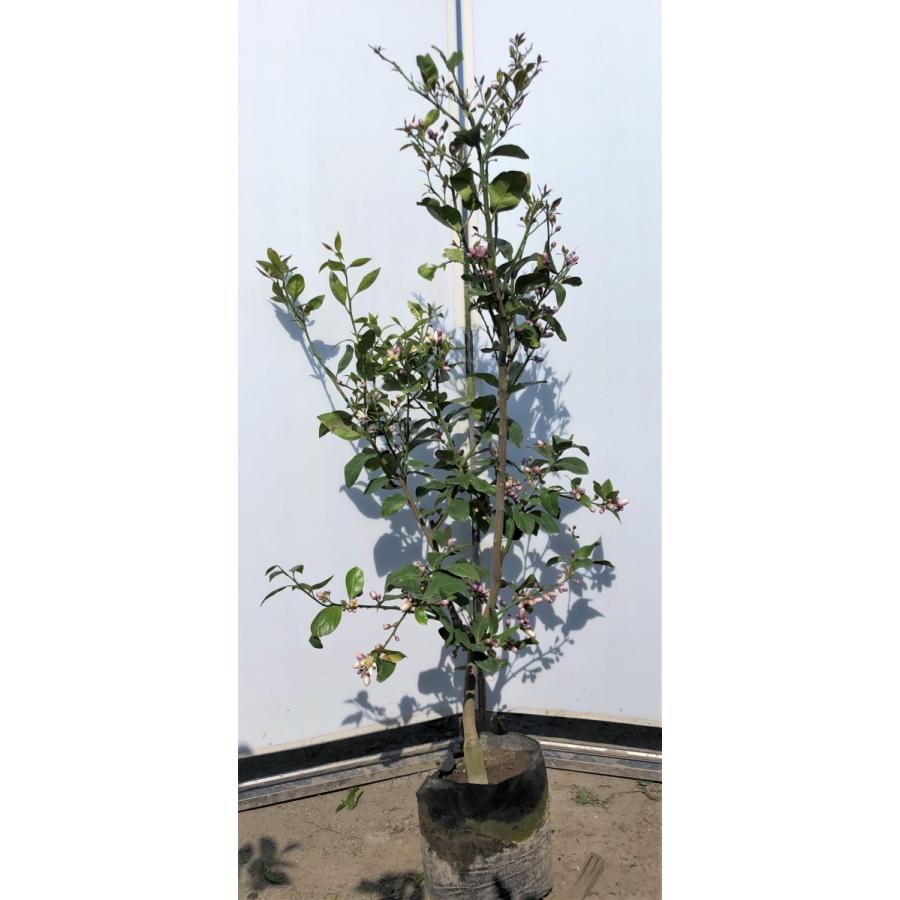 レモンの木 ビアフランカ 約1 5ｍ 現品発送 特大株 植木苗木 トゲなし檸檬の木 常緑樹 観葉植物 鉢植えに 送料無料 5105bf1513 大福樹苗園 通販 Yahoo ショッピング
