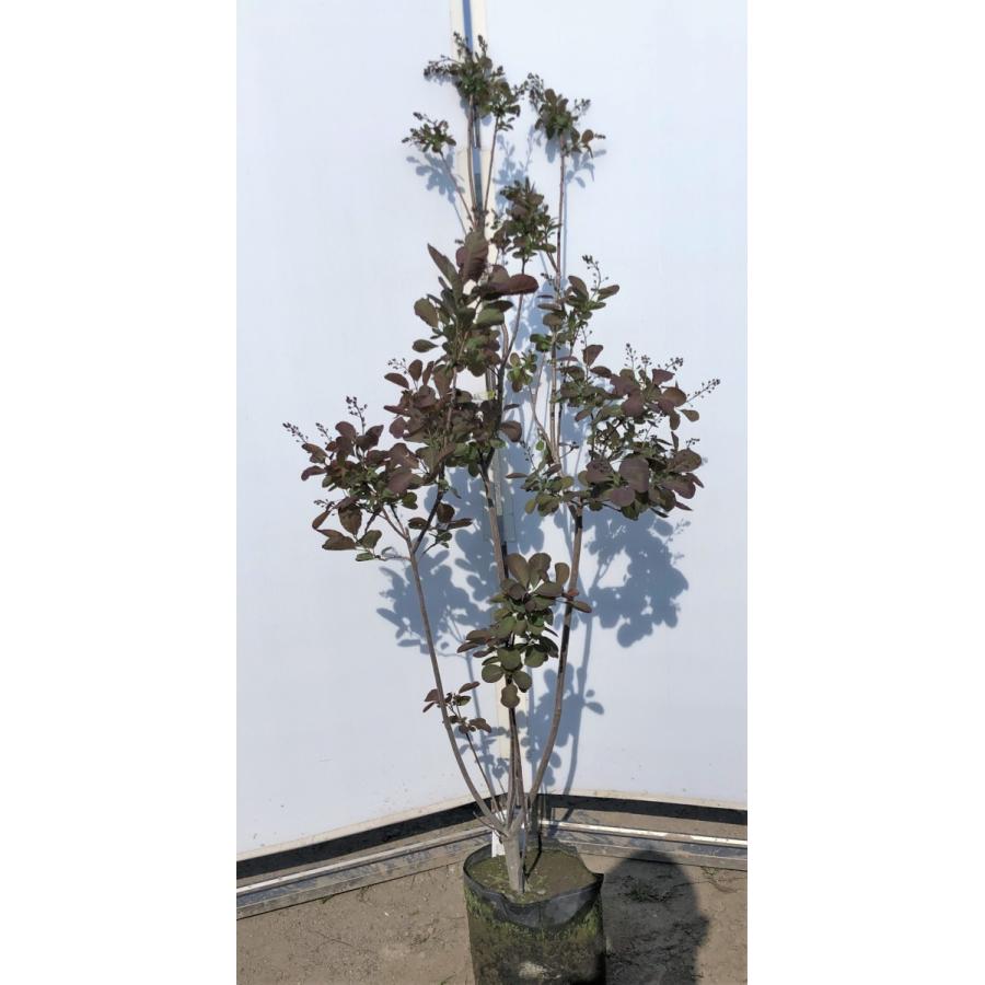 スモークツリー 赤花 約1 5ｍ 株立ち 現品発送 ケムリノキ 特大株 植木苗木 紅ケムリの木 煙の木 送料無料 5110smorkp1513k3 2 大福樹苗園 通販 Yahoo ショッピング
