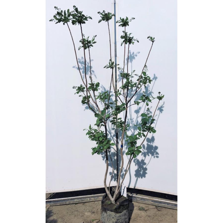 スモークツリー 白花 約1 6ｍ 株立ち 現品発送 ケムリノキ 特大株 植木苗木 ケムリの木 煙の木 送料無料 5113smorkw1614kf 大福樹苗園 通販 Yahoo ショッピング