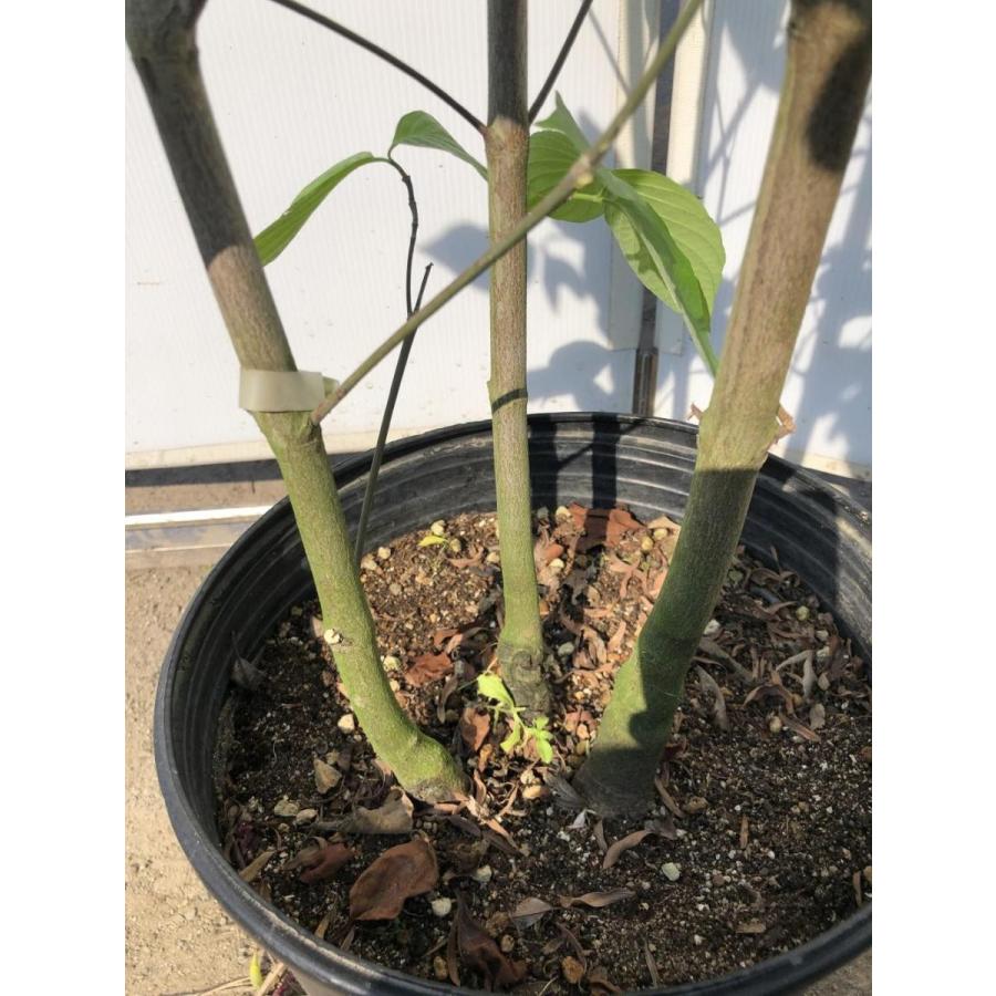 白花ハナミズキ　株立ち　クラウドナイン　約２ｍ　現品発送　白花大輪花水木　シンボルツリー　特大植木苗木　送料無料 