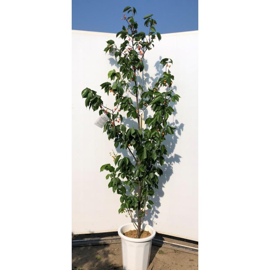 暖地さくらんぼ　約2.1ｍ　現品発送　特大株　鉢植え　特大苗木　果樹　桜桃　オウトウ　送料無料