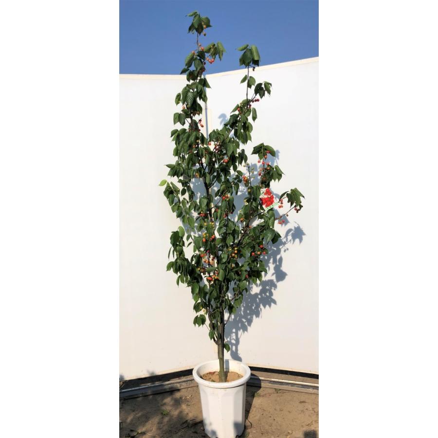 暖地さくらんぼ　約2.1ｍ　現品発送　特大株　鉢植え　特大苗木　果樹　桜桃　オウトウ　送料無料