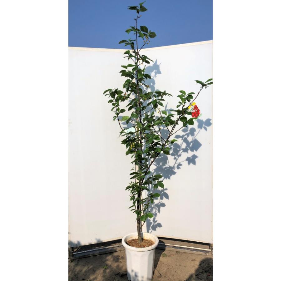 暖地さくらんぼ　約2.1ｍ　現品発送　特大株　鉢植え　特大苗木　果樹　桜桃　オウトウ　送料無料