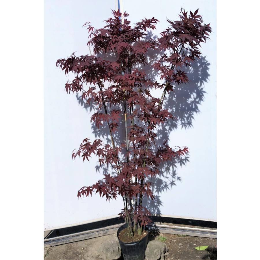 ノムラモミジ 株立ち 約1 6m 現品発送 野村紅葉 大株植木苗木 野村モミジ 紫葉 送料無料 5151nomura1614k3 大福樹苗園 通販 Yahoo ショッピング