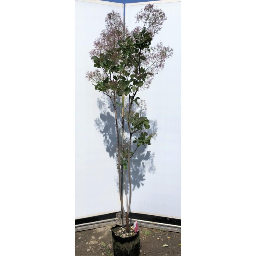 スモークツリー 赤花 約1 7ｍ 株立ち風 現品発送 超特大株 植木苗木 紅花ケムリの木 ケムリノキ 煙の木 送料無料 5316smorkred1715kf 大福樹苗園 通販 Yahoo ショッピング