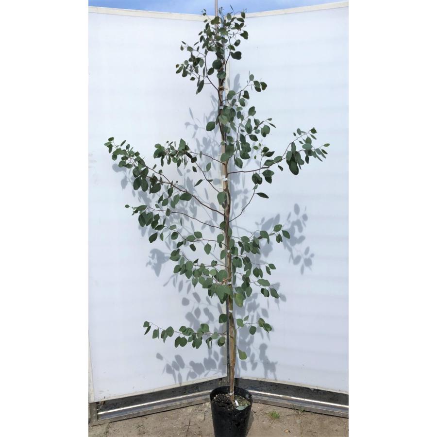 ポポラス　丸葉ユーカリ　約1.9ｍ　現品発送　特大株　植木苗木　丸葉のユーカリの木　鉢植え観葉植物に　常緑樹　送料無料