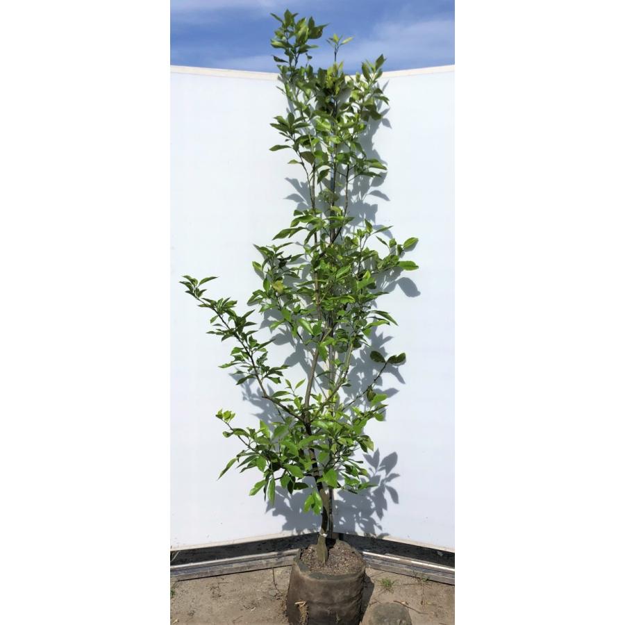 レモンの木 アレンユーレカ 常緑樹 果樹 植木苗木 檸檬の木 特大株 現品発送 約2 1ｍ 観葉植物や鉢植えに 送料無料 超美品 約2 1ｍ