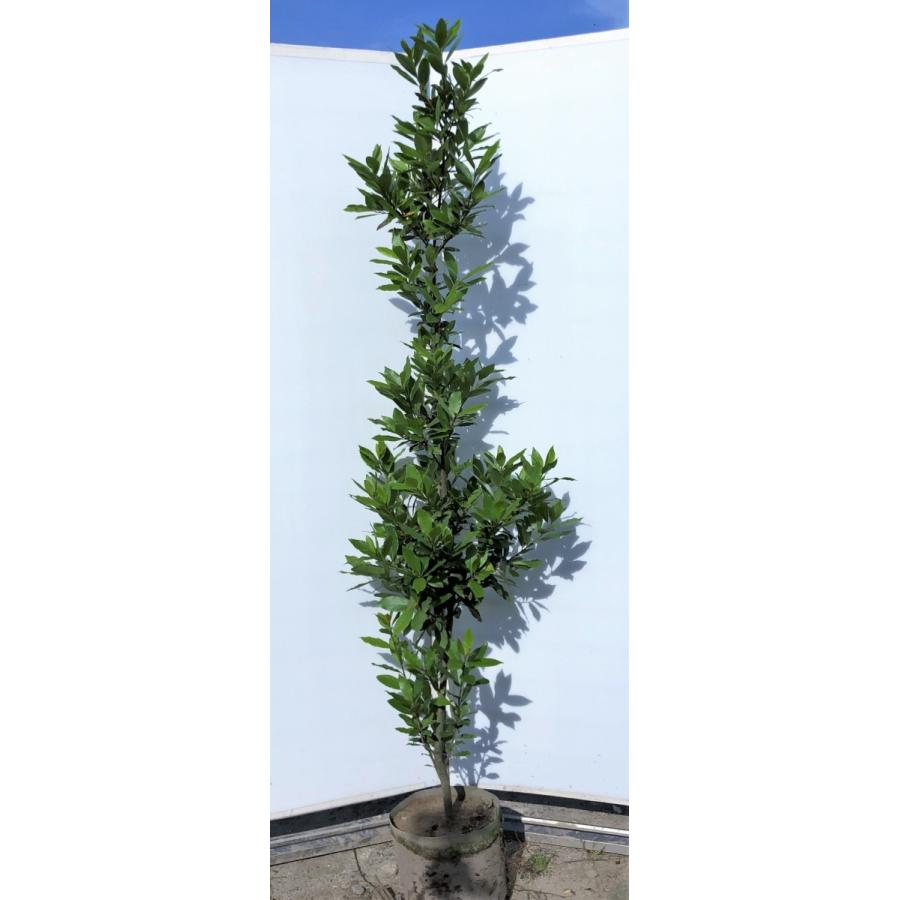 月桂樹 ローリエ 約1.9m 特大株 大株植木苗木 ゲッケイジュ 月桂樹 ローリエ 約1.9m 特大株 大株植木苗木 ゲッケイジュ