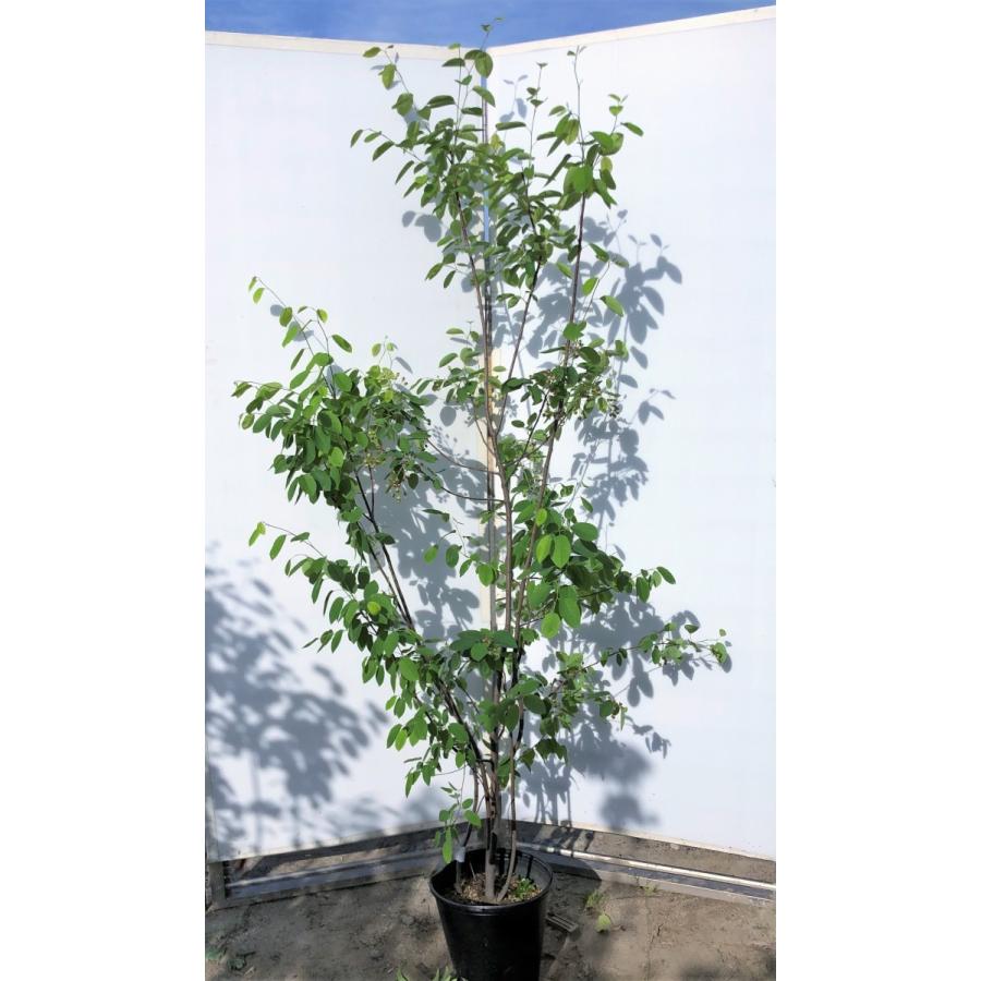 ジューンベリー 株立ち/ 707 【公式通販】