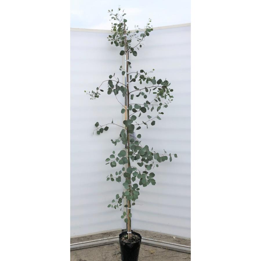 ポポラス　丸葉ユーカリ　約2.1ｍ　現品発送　特大株　植木苗木　丸葉のユーカリの木　鉢植え観葉植物に　常緑樹　送料無料