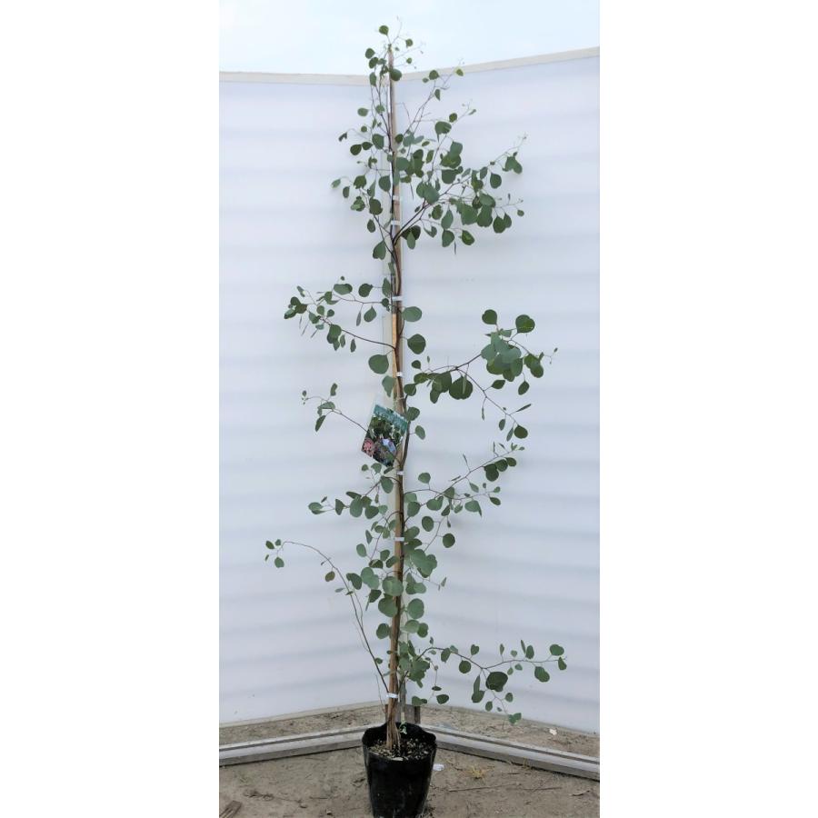 ポポラス　丸葉ユーカリ　約2.1ｍ　現品発送　特大株　植木苗木　丸葉のユーカリの木　鉢植え観葉植物に　常緑樹　送料無料