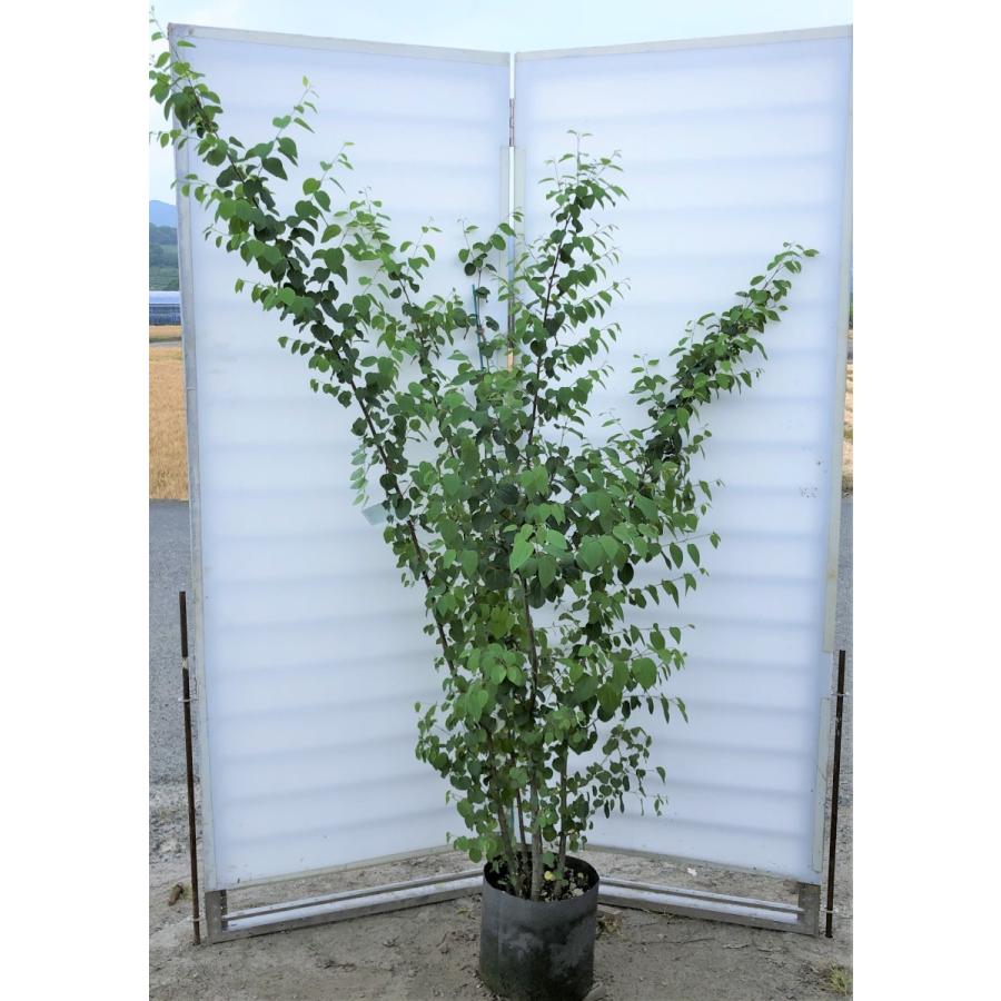 桂 カツラの木 ５本株立ち 約２ｍ 現品発送 特大植木苗木 ハート形の葉っぱ シンボルツリー 送料無料 5513katura18k5 大福樹苗園 通販 Yahoo ショッピング