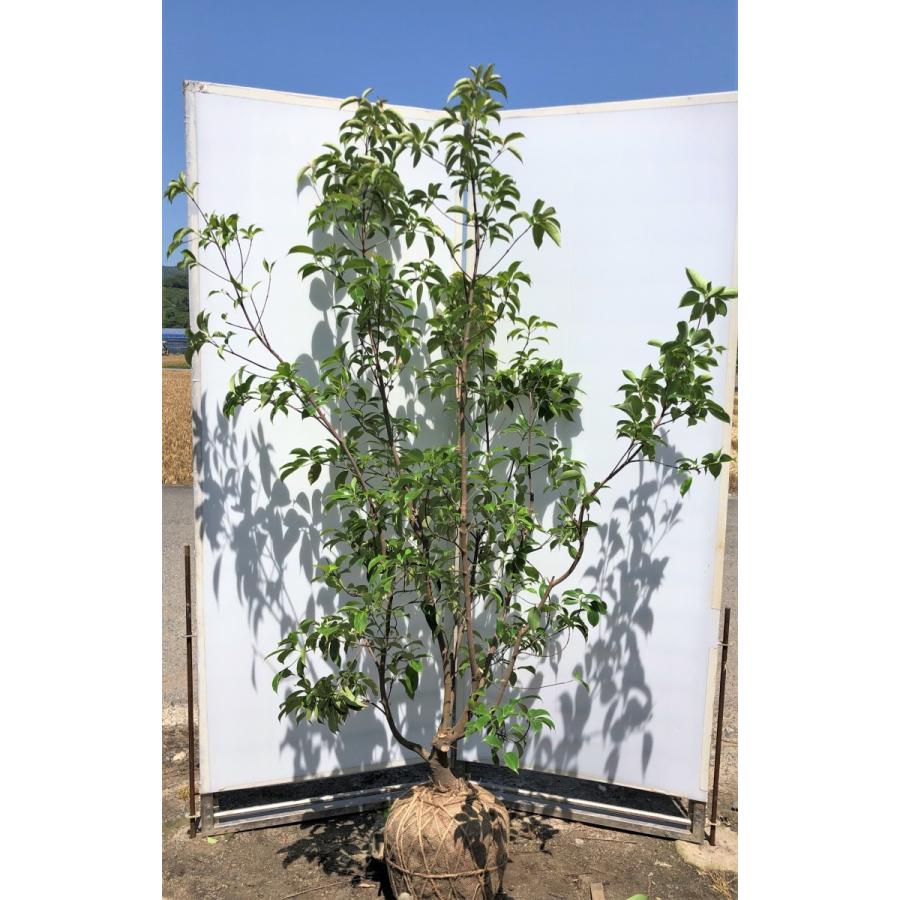 常緑ヤマボウシ 月光 5本株立ち 約2m 現品発送 特大植木苗木