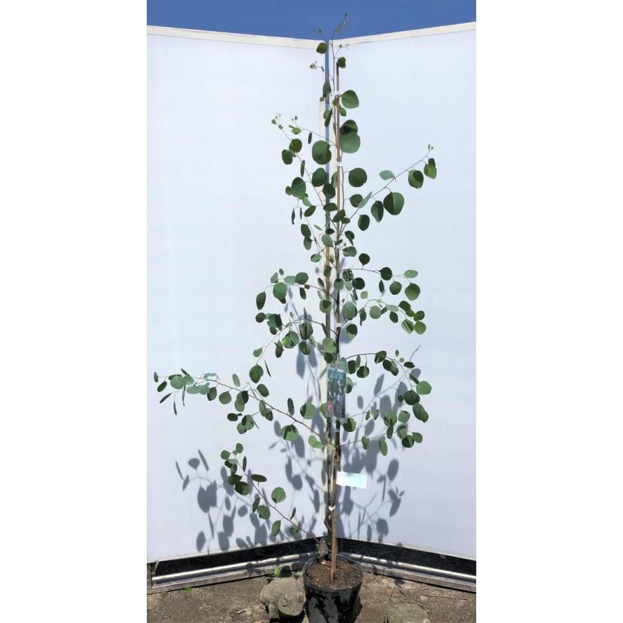 ポポラス　丸葉ユーカリ　約1.9ｍ　現品発送　特大株　植木苗木　丸葉のユーカリの木　鉢植え観葉植物に　常緑樹　送料無料