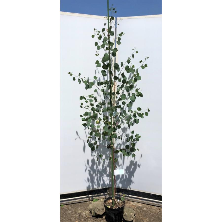 ポポラス　丸葉ユーカリ　約２ｍ　現品発送　特大株　植木苗木　丸葉のユーカリの木　鉢植え観葉植物に　常緑樹　送料無料