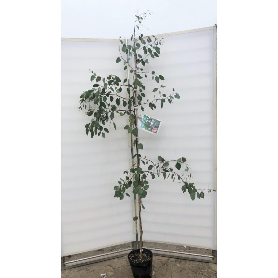 ポポラス　丸葉ユーカリ　約2.1ｍ　現品発送　特大株　植木苗木　丸葉のユーカリの木　鉢植え観葉植物に　常緑樹　送料無料