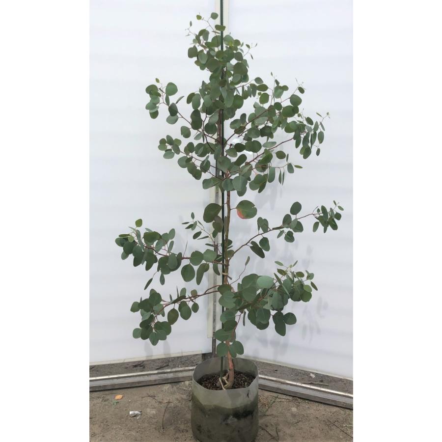 ポポラス　丸葉ユーカリ　約1.5ｍ　現品発送　特大株　植木苗木　丸葉のユーカリの木　鉢植え観葉植物に　常緑樹　送料無料