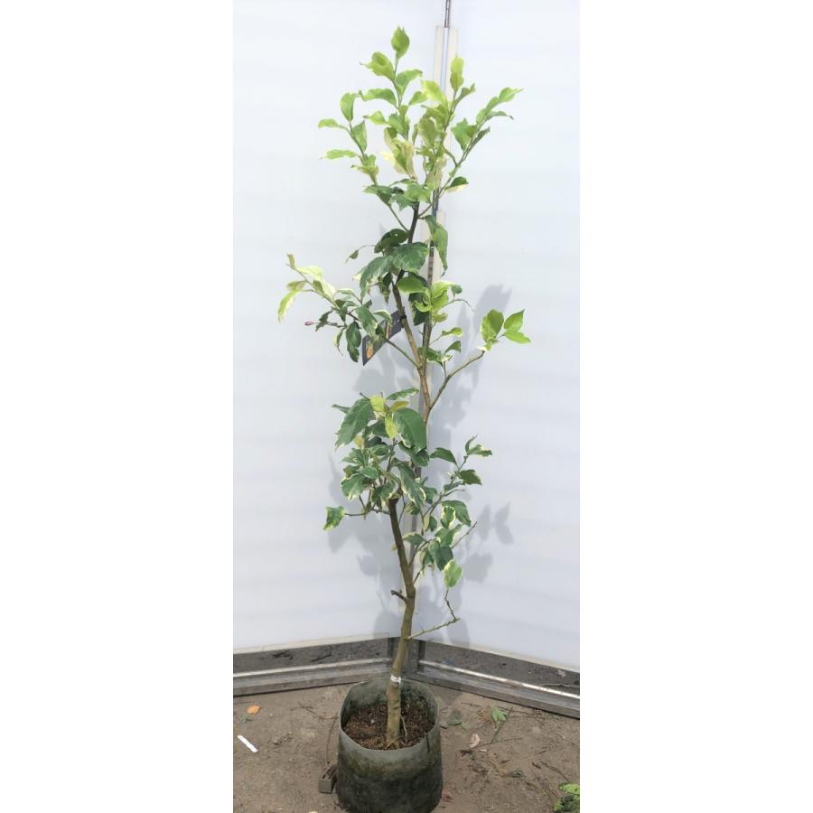 オンライン卸売販売 レモンの木 ピンクレモネード 約1 6ｍ 現品発送 特大植木苗木 班入り檸檬の木 鉢植えや観葉植物に 送料無料 6137pinkremon1615 大福樹苗園 通販 Yahoo ショッピング 当日配達 Sbdkab Go Id