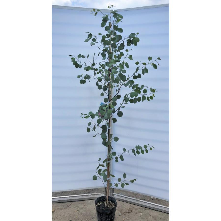 ポポラス　丸葉ユーカリ　約２ｍ　現品発送　特大株　植木苗木　丸葉のユーカリの木　鉢植え観葉植物に　常緑樹　送料無料