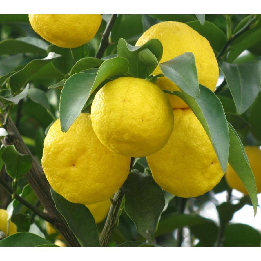 柚子の木 約1 9ｍ 現品発送 特大株 植木苗木 本ユズの木 本柚子 木頭ユズ 鬼頭柚子 常緑樹 送料無料 6316yuzu1917 大福樹苗園 通販 Yahoo ショッピング