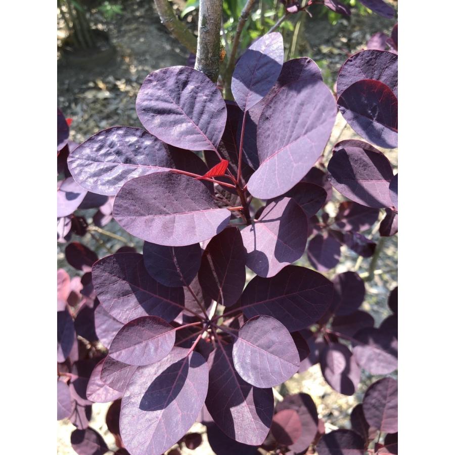 スモークツリー　約1.9ｍ　ロイヤルパープル　現品発送　超特大株　植木苗木　銅葉紫葉のケムリの木　赤花ケムリノキ　煙の木　送料無料 