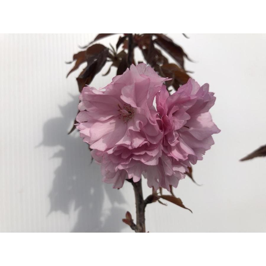 赤葉関山桜 関山レッド 約1 7ｍ 現品発送 赤葉の八重桜 遅咲き品種 カンザンレッド 特大株植木苗木 送料無料 6326kanzanred1715 大福樹苗園 通販 Yahoo ショッピング