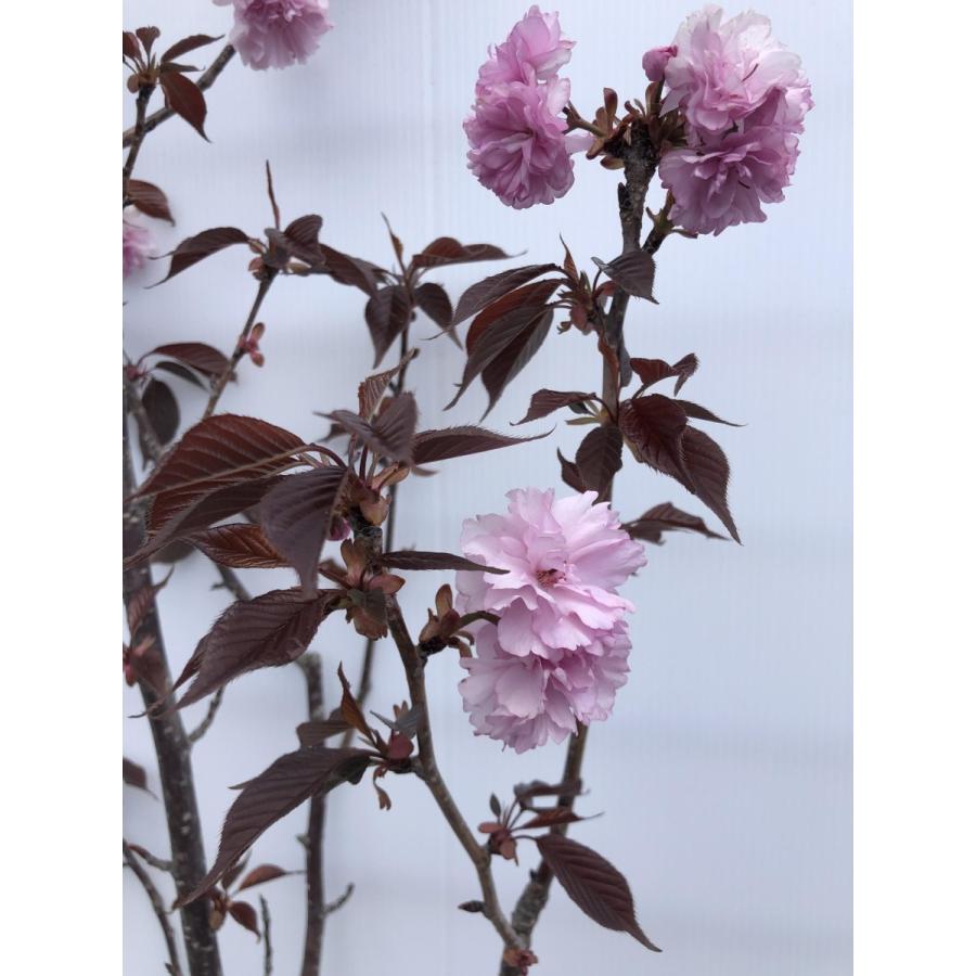 赤葉関山桜 関山レッド 約２ｍ 現品発送 赤葉の八重桜 遅咲き品種 カンザンレッド 特大株植木苗木 送料無料 6328kanzanred18 大福樹苗園 通販 Yahoo ショッピング