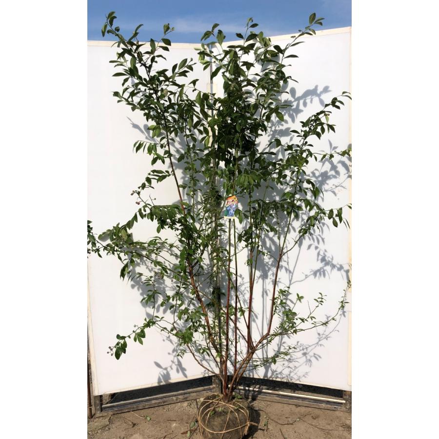 ブルーベリー　フェスティバル　株立ち　約２ｍ　特大植木苗木　甘口大実品種　ラビットアイ系　シンボルツリー　送料無料