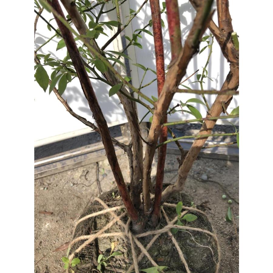 ブルーベリー　フェスティバル　株立ち　約２ｍ　特大植木苗木　甘口大実品種　ラビットアイ系　シンボルツリー　送料無料 