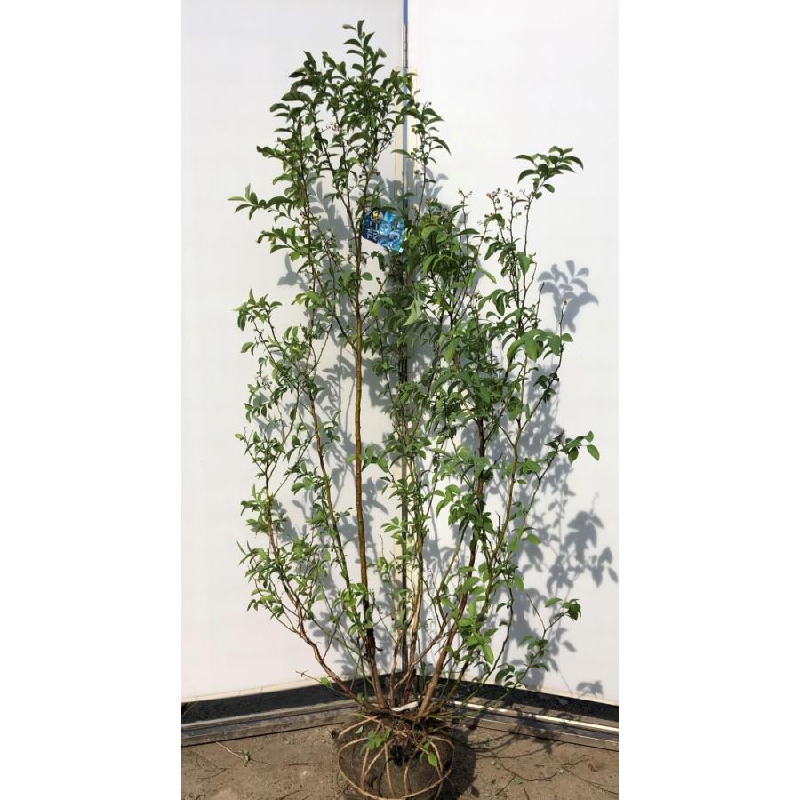 50 Off ブルーベリー ブルーシャワー 株立ち 1 8ｍ 現品発送 特大植木苗木 ラビットアイ系 シンボルツリー 送料無料 6430blueshower1815k5 大福樹苗園 通販 Yahoo ショッピング 代引き手数料無料 M Mahdi Net