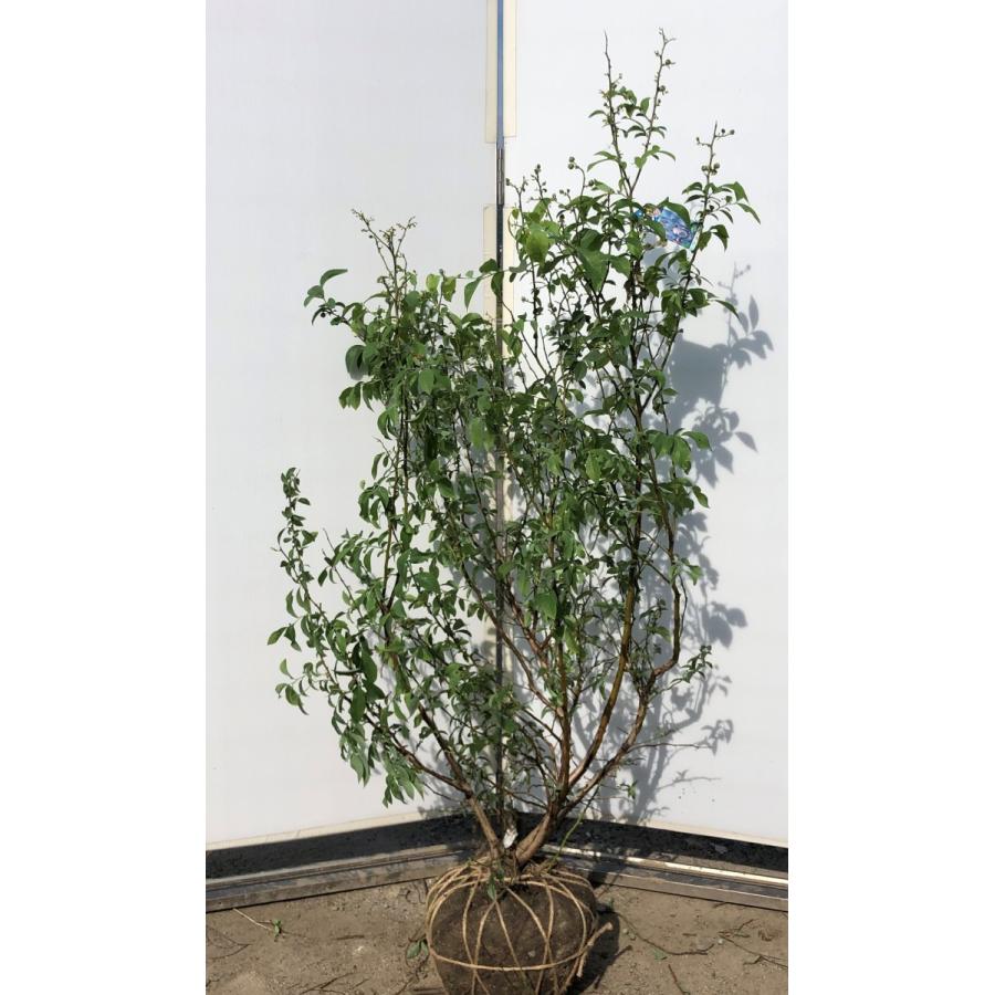 絶対一番安い ブルーベリー ブルーシャワー 株立ち 1 5ｍ 現品発送 特大植木苗木 ラビットアイ系 シンボルツリー 送料無料 6431blueshower1513k3 大福樹苗園 通販 Yahoo ショッピング 驚きの安さ Www Maxipiso Com Ar