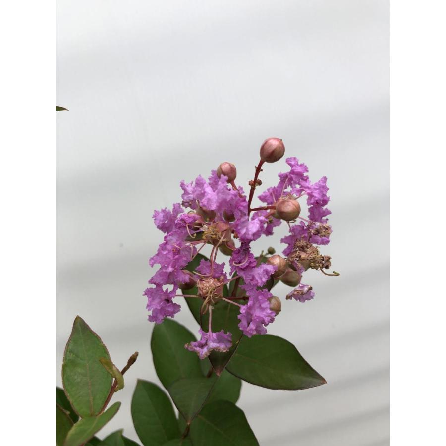 サルスベリの木 株立ち 約1 5ｍ 現品発送 紫花 特大株 大株植木苗木 鉢植え 百日紅 送料無料 7105saru1615k3 大福樹苗園 通販 Yahoo ショッピング