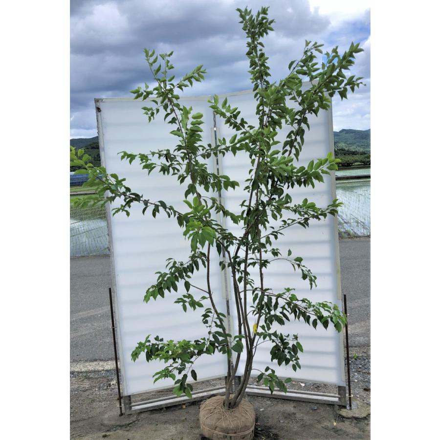 ソヨゴの木　株立ち　約2.3m　現品発送　美樹形株　特大株　植木苗木　赤い実が成る木　常緑樹　送料無料