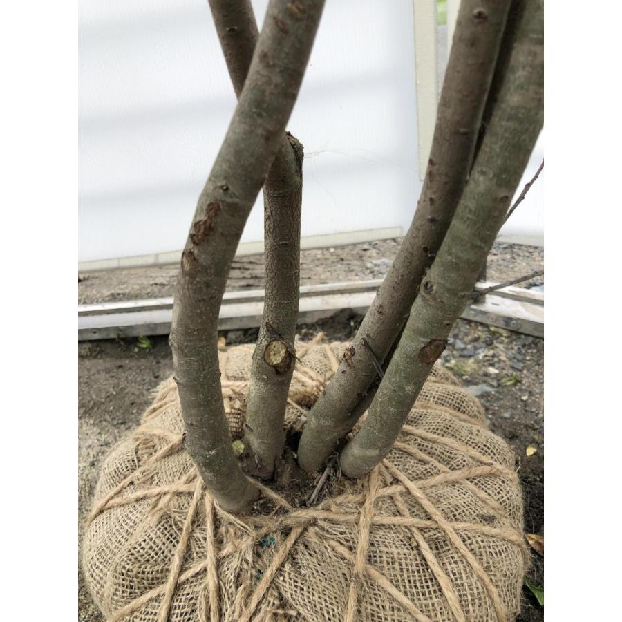 ソヨゴの木　株立ち　約2.3m　現品発送　美樹形株　特大株　植木苗木　赤い実が成る木　常緑樹　送料無料 