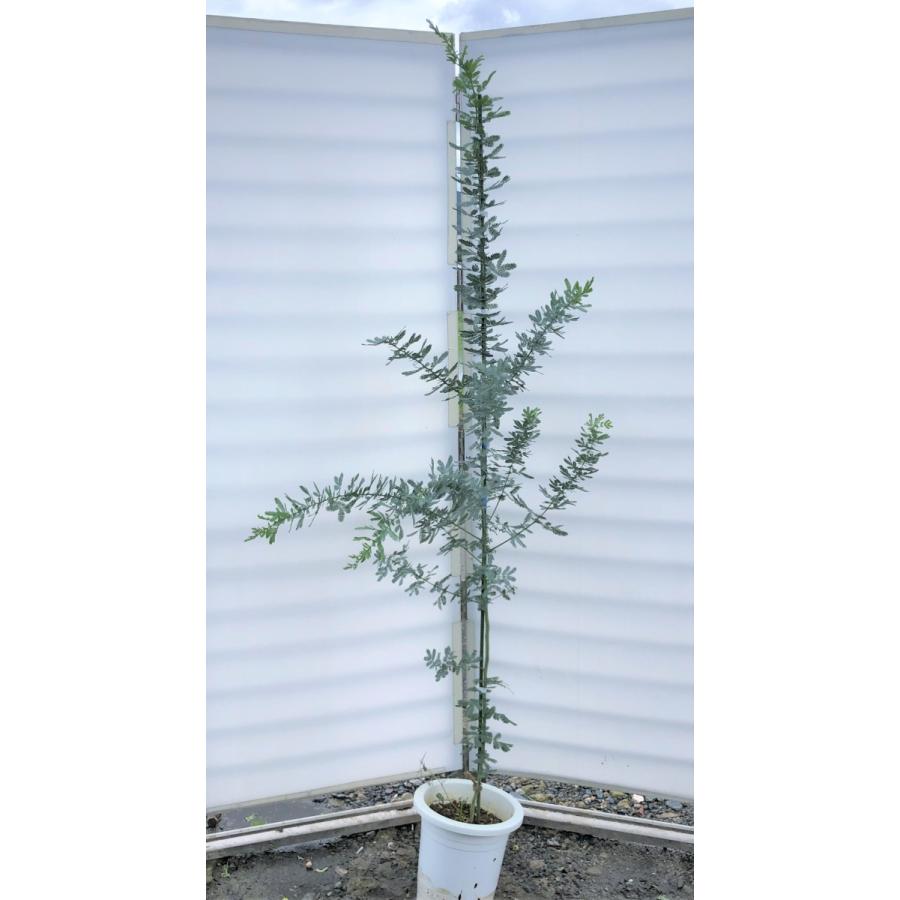 ミモザアカシア 約2m 現品発送 鉢植え 特大株 植木苗木 ギンヨウ