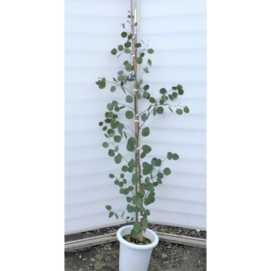ポポラス 丸葉ユーカリ 約1.6m 現品発送 鉢植え 特大株 植木苗木 丸葉 