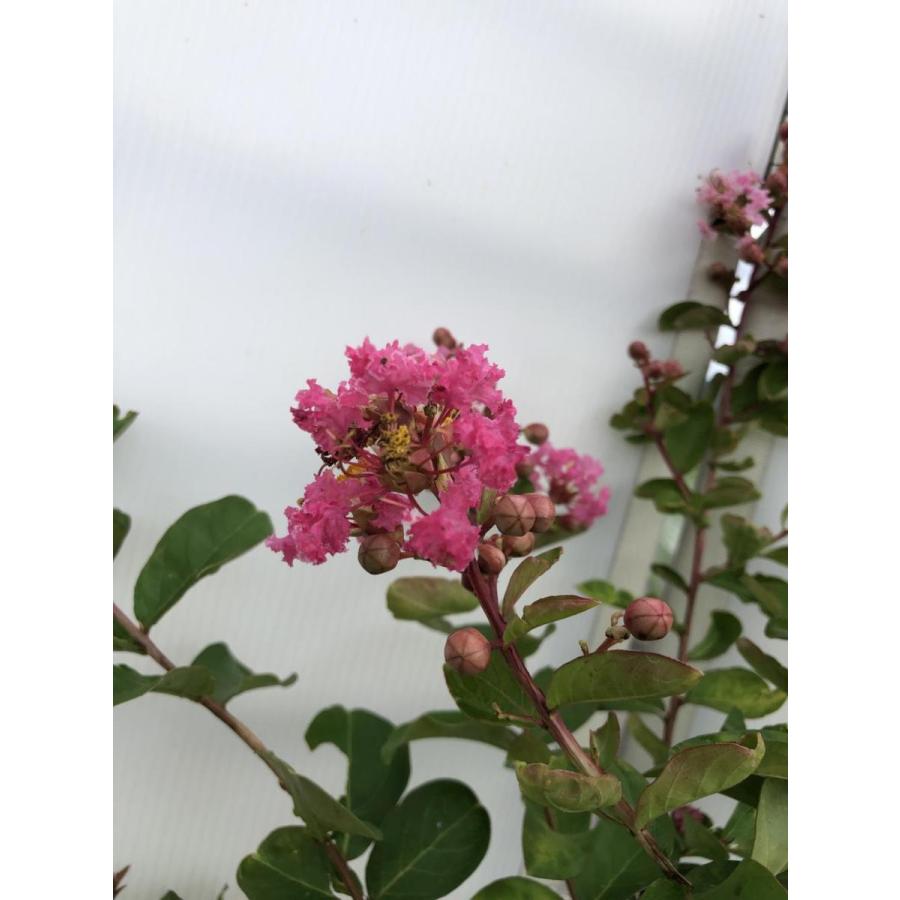 サルスベリの木 約1 9ｍ 現品発送 濃いめピンク花 特大株 大株植木苗木 鉢植え 百日紅 送料無料 7313saru1917koip 大福樹苗園 通販 Yahoo ショッピング