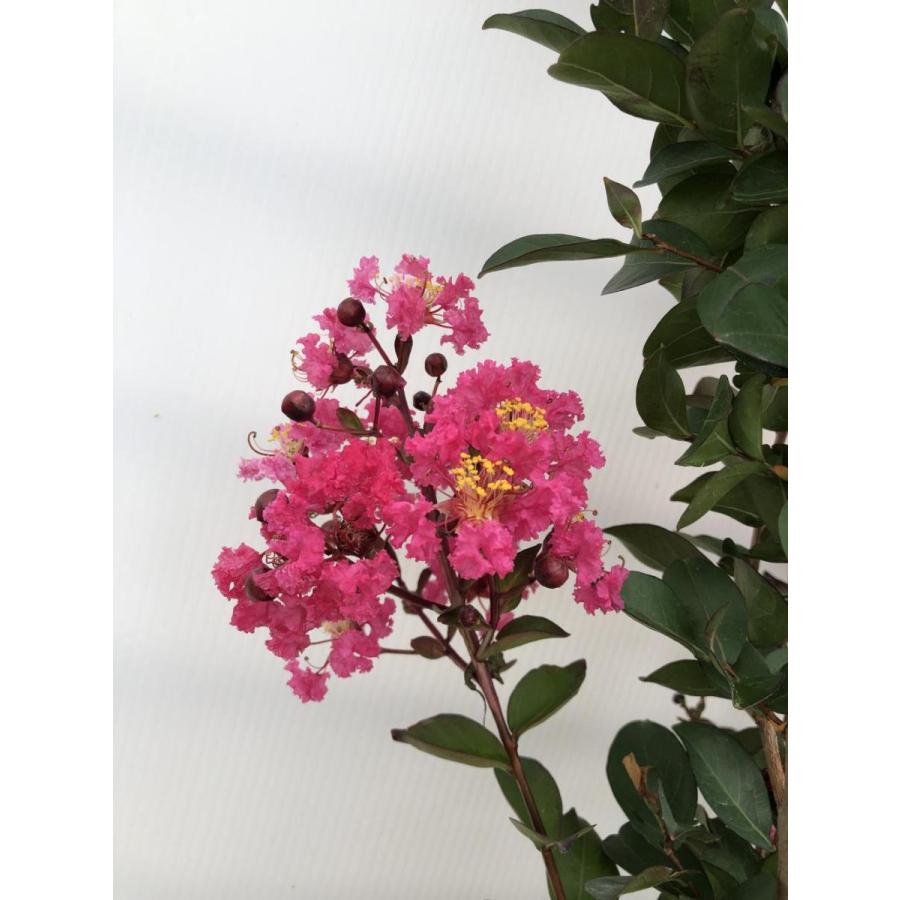 サルスベリの木 約1.9m 現品発送 濃いめピンク花 特大株 大株植木苗木