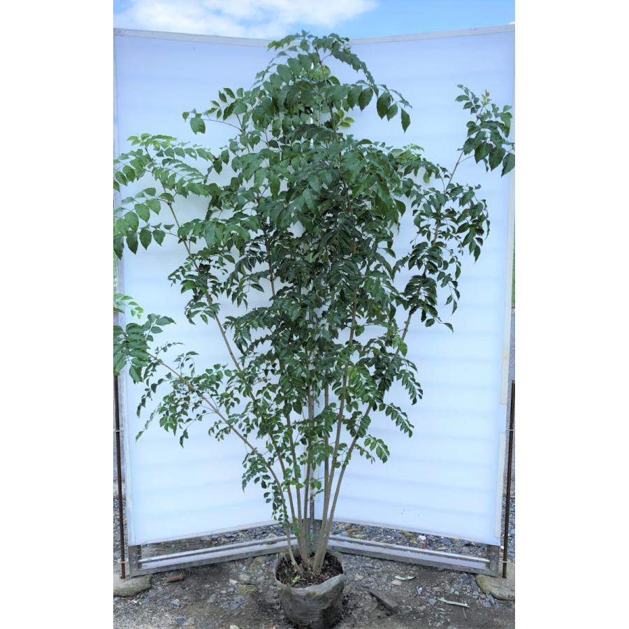 日本販売好調 シマトネリコ ７本株立ち 約1 9m 現品発送 豪華株 特大植木苗木 シンボルツリー 常緑樹 送料無料 7406simato1917k7 大福樹苗園 通販 Yahoo ショッピング オンライン卸値 Murad Com Jo