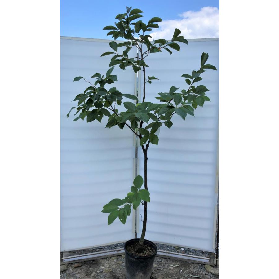 柿の木 次郎柿 約２ｍ 現品発送 特大苗木 ジロウ柿 甘柿 送料無料 7408jiro18 大福樹苗園 通販 Yahoo ショッピング