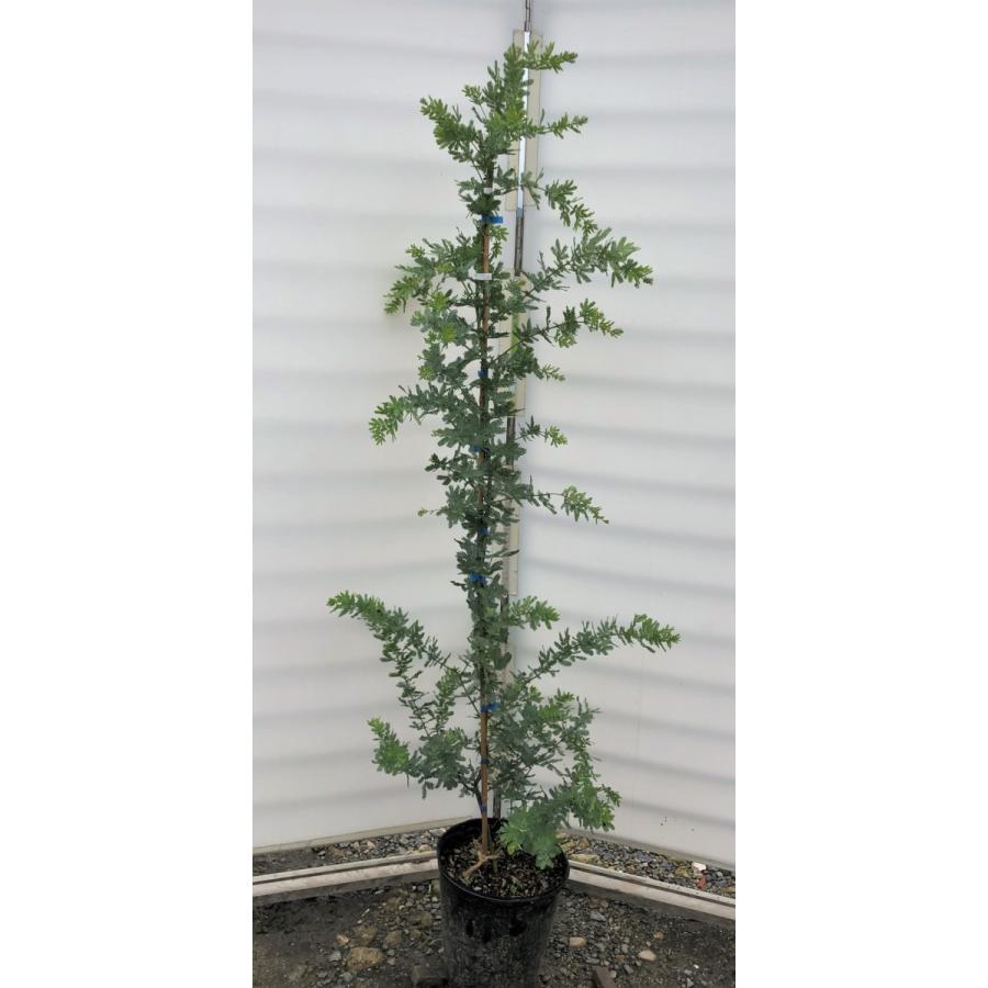 ミモザアカシア 約1 8ｍ 現品発送 鉢植え 特大株 植木苗木 ギンヨウアカシア 常緑樹 送料無料 7417mimoza1816 大福樹苗園 通販 Yahoo ショッピング
