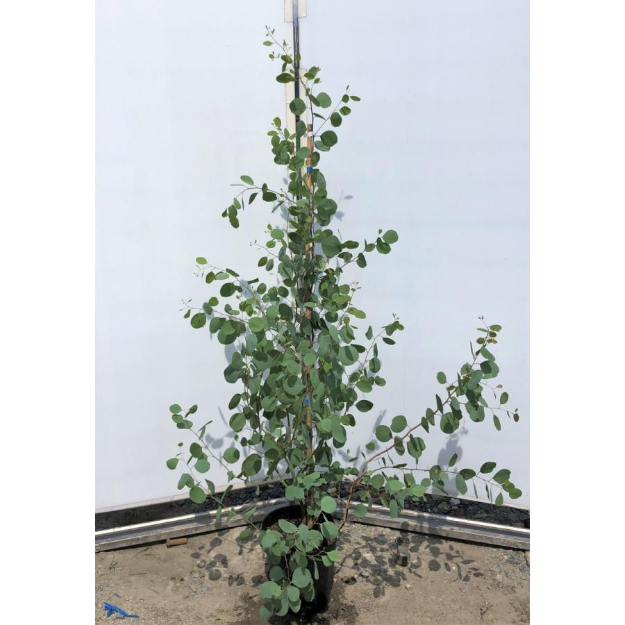 ポポラス　丸葉ユーカリ　約1.5ｍ　現品発送　特大株　植木苗木　丸葉のユーカリの木　常緑樹　送料無料