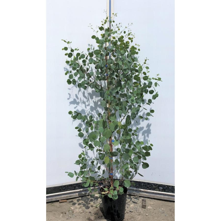 ポポラス　丸葉ユーカリ　約1.5ｍ　現品発送　特大株　植木苗木　丸葉のユーカリの木　常緑樹　送料無料
